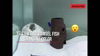 Yellow tail damsel fish, the underwater chameleon?