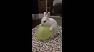 GAS EXPLOSION IN BUNNY RABBITS FACE. Warning