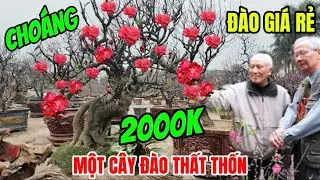 Chợ Hoa Tết Giá Rẻ Bất Ngờ 2000K Một Cây Đào Thất Thốn Già Nguyên Bản 