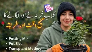 How to When to Buy, Repot and Transplant Rose Plant | Gulab Lene or Lagany ka Mukamal Tariqa