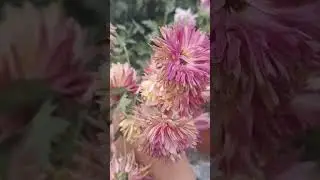 guldavari mein dobara phool lene ke liye kya kare #flower #ytshorts