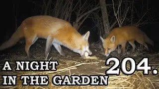 What happens in the garden at night? 🦊 + 🐈 (Night Vision Wildlife) 204.