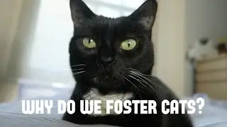 Fostering for Cat's Protection!