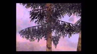 01. Silent Hill 2: Restless Dreams Walkthrough Espa&ntilde;ol - Intro and Angela