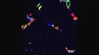 From 2D to 3D: novel nanostructured scaffolds to investigate signalling in reconstructed...