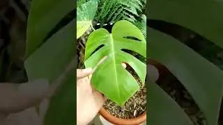monstera marmorata #monstera