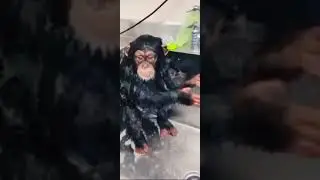 Fun Monkey Bathing in The Water