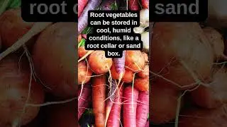 Storing Root Vegetables for Winter! @BuckeyeBloomstead  #gardening