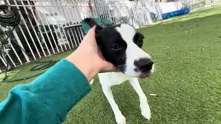 Let&rsquo;s help Angel to  find his forever loving home🙏❤️ One like or share can change his entire life.🥹