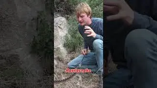 The INSANE Color Changing Rattlesnakes! Arizona Black Rattlesnake ENCOUNTER