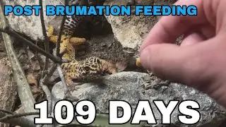 First feeding after Brumation: leopard gecko ( eublepharis macularius )  