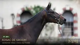 N&deg;302 - Kosac de Groom - NASH Elite Auction - October 27th, 28th & 29th of 2023