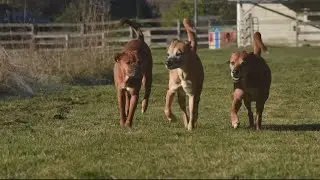 SniffSpot: An Airbnb Dog Park Experience for Your Fur Babies