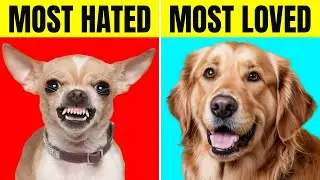 10 most HATED and most LOVED dog breeds.