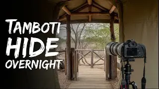 Will This Overnight Hide Technique REALLY Improve Your Wildlife Photos in Just 24 Hours?