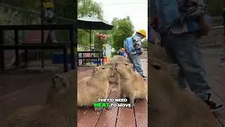 What If Capybaras Were Cold-Blooded? 🐊 #capybara #animals #funfacts