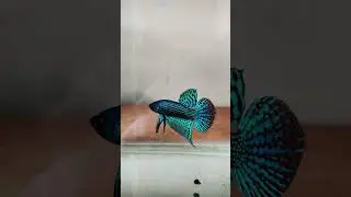 Spade tail Betta fish collection