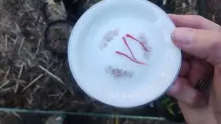 Harvesting Saffron, Granny Smith Tree, DIY Mini Cloche,  Cherry Tree Stick - Reverse Homesteading