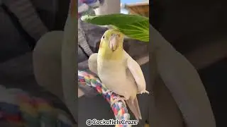 Cute Cockatiel's Hilarious Antics 😄 | Funny Parrot Behavior 🦜❤️