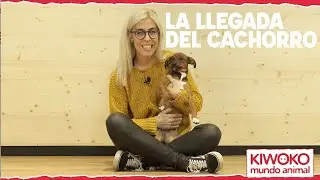 Prepara la llegada del cachorro. Adiestramiento canino en positivo.