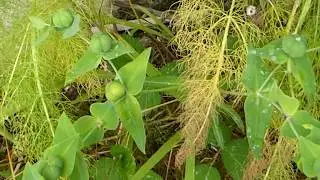 Caper Spurge - Euphorbia lathyris - Kapersmj&oacute;lk -  Poison plants - Mj&oacute;lkurjurt - Eiturjurt