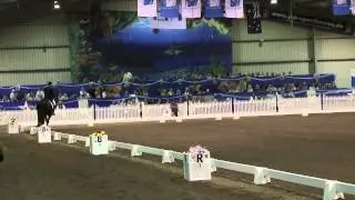 Beautiful Friesian Stallion Dancing - Grand Prix