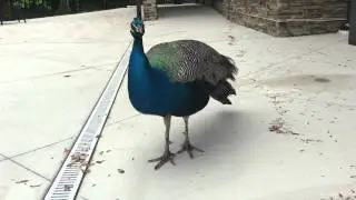 Sir Stanley Frederick of Becks Pond- Male Peacock eating tortilla chips