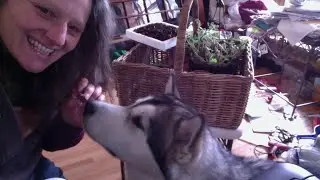 Alaskan Malamute Sojou Spring Fever not COVID-19