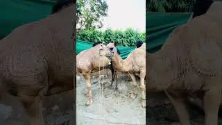 #qurbani#viral#beautiful #qurbani2025#shortsfeed #eiduladh#camel