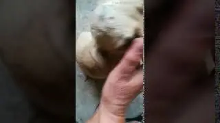 Gus 04 07 2018