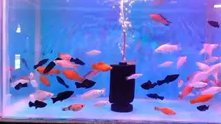 🐟 Aquatic Desire 💦 Shop Karwar Karnataka India 🇮🇳