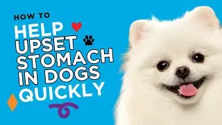 Dog Upset Stomach? Try These Fast-Acting Remedies at Home!