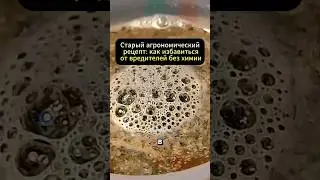 Опрыскал этим &mdash; и ни одной дырки на листьях. Рецепт из научной практики#дача #сад #огород
