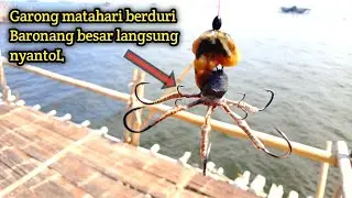 UMPAN AMPUH MANCING IKAN BARONANG,..!! bagan marunda..