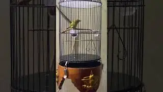 Pleci memang syahdu #pleci #pleci dakun #pleci bustomi