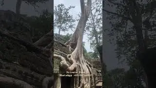 Ta Prohm temple is the famous temple in Tomb Raider Movie. #taprohm #angkortour #cambodiatours