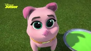 Bingo y Rolly: ¡A jugar! | Disney Junior Oficial