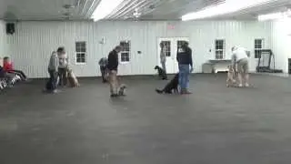 World Class Dog Kennels, Group Dog Training, Chicago IL.