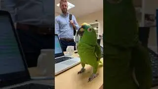 #parrot#parrotshorts#parrotlove#talkingparrot#funnyparrot
