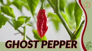 Информация и советы по выращиванию перца-призрака (Capsicum chinense)