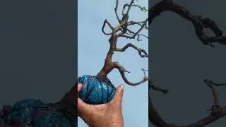 (M14.Gl ae 250k. Very old willow tree, exposed to wind. Contact 0977982840 #bonsaidanhbui #caycan...