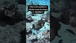 Octopus deploys all defense tactics. #oceanshorts #natureisawesome