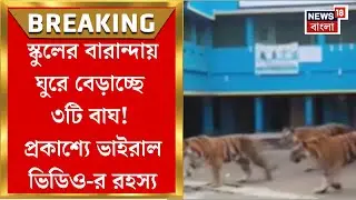 Barasat News : স্কুলের বারান্দায় ঘুরে বেড়াচ্ছে ৩টি Royal Bengal tiger ! জানুন Viral Video-র আসল সত্য