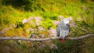 parrot sounds-  for African grey pet - African grey parrot sounds in the wild