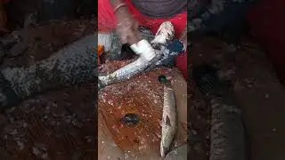 Murrel fish cutting and cleaning