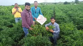 RK HYBRID SEEDS SIKANDRABAD BEST CHILLI PLOT VARAYTI CHILLI RK 1944