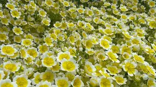 Poached egg plant  🌼 #shortvideo
