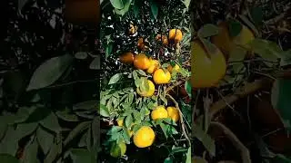 Delicious citrus of Pakistan 🍊🍊🍊🍊 #farms #orange #citrus #orange_time #sargodha #pakistan #pakistani