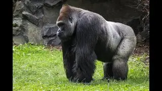 Amazing Facts About Gorillas 🦍