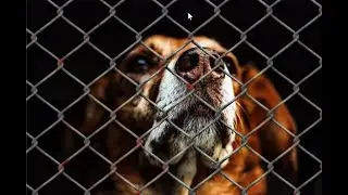 From Stay at Home to Forever Home. Help Rescues Stay Rescued Post-Pandemic